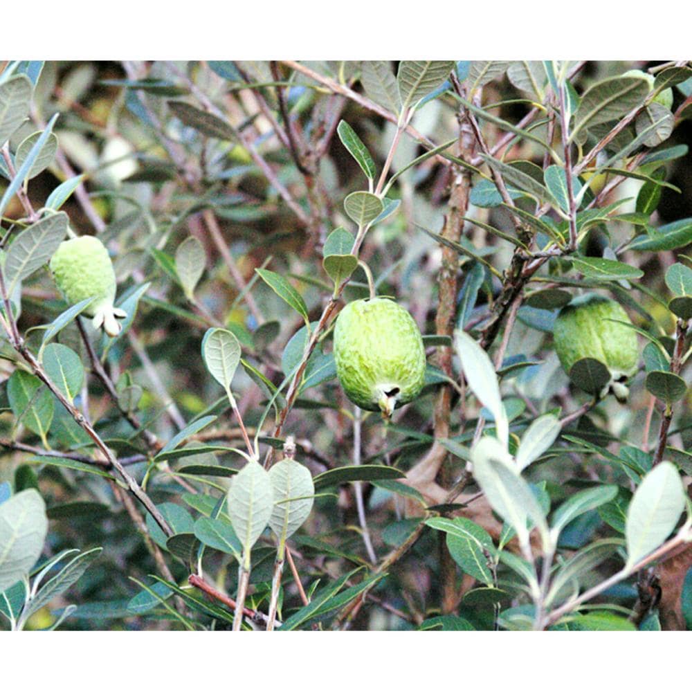 【春予約】　フェイジョア　トライアンフ　【引渡予定日：４／４（土）～１２（日）】