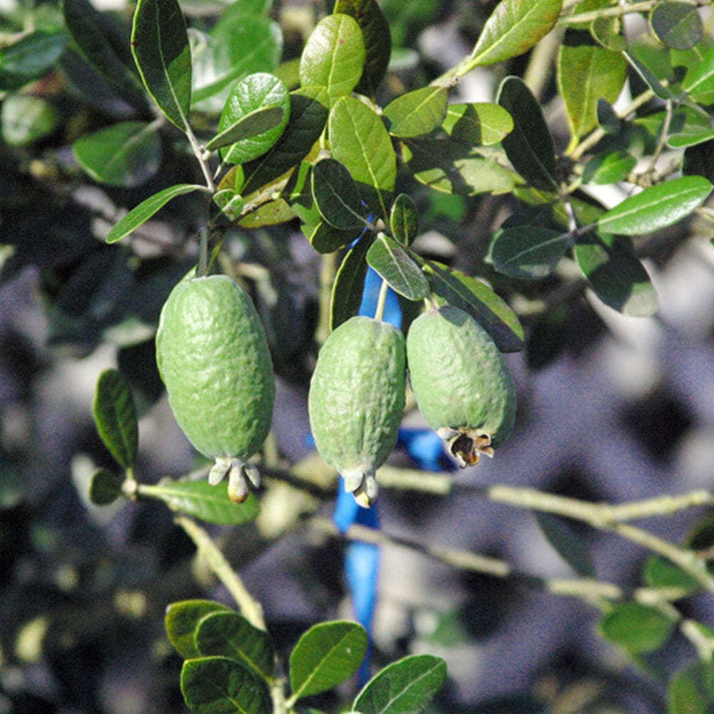 【春予約】　フェイジョア　アポロ　【引渡予定日：４／４（土）～１２（日）】