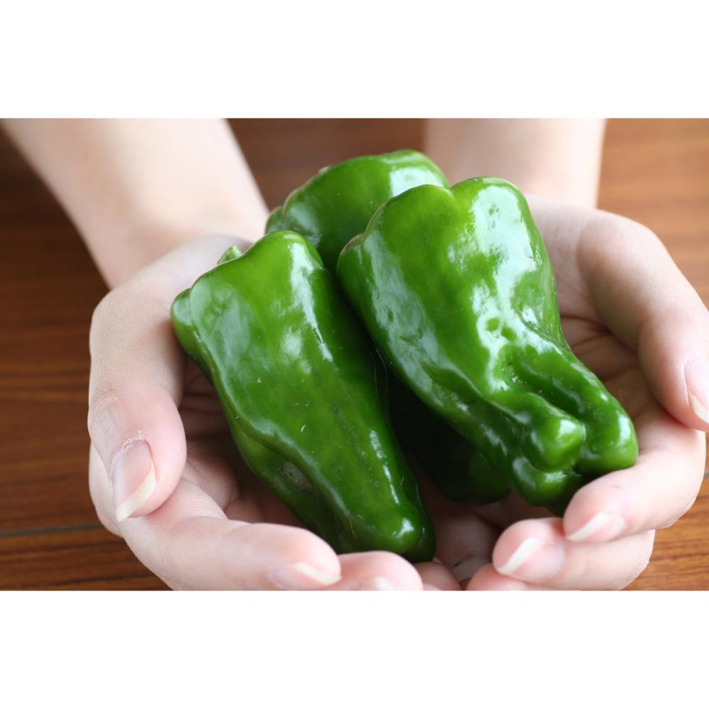 ピーマン苗　土佐ピーマン