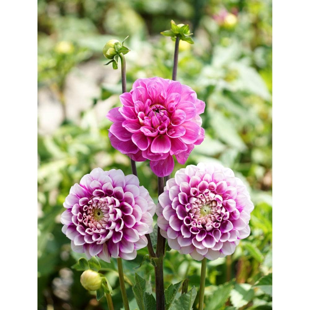 【春予約】　カットフラワーダリア　極光　１球　【引渡予定日：４／４（土）～１２（日）】