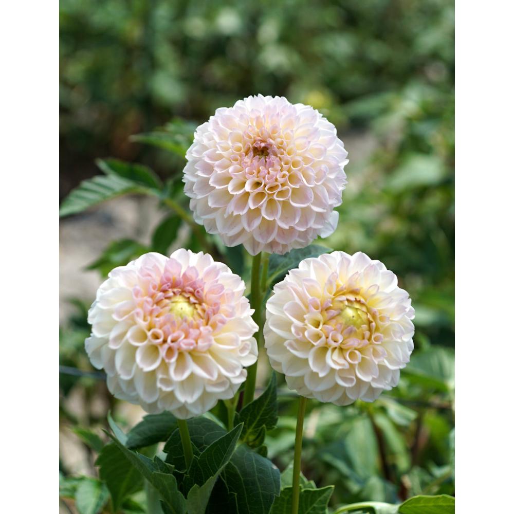 【春予約】　カットフラワーダリア　セクシーポーズ　１球　【引渡予定日：４／４（土）～１２（日）】