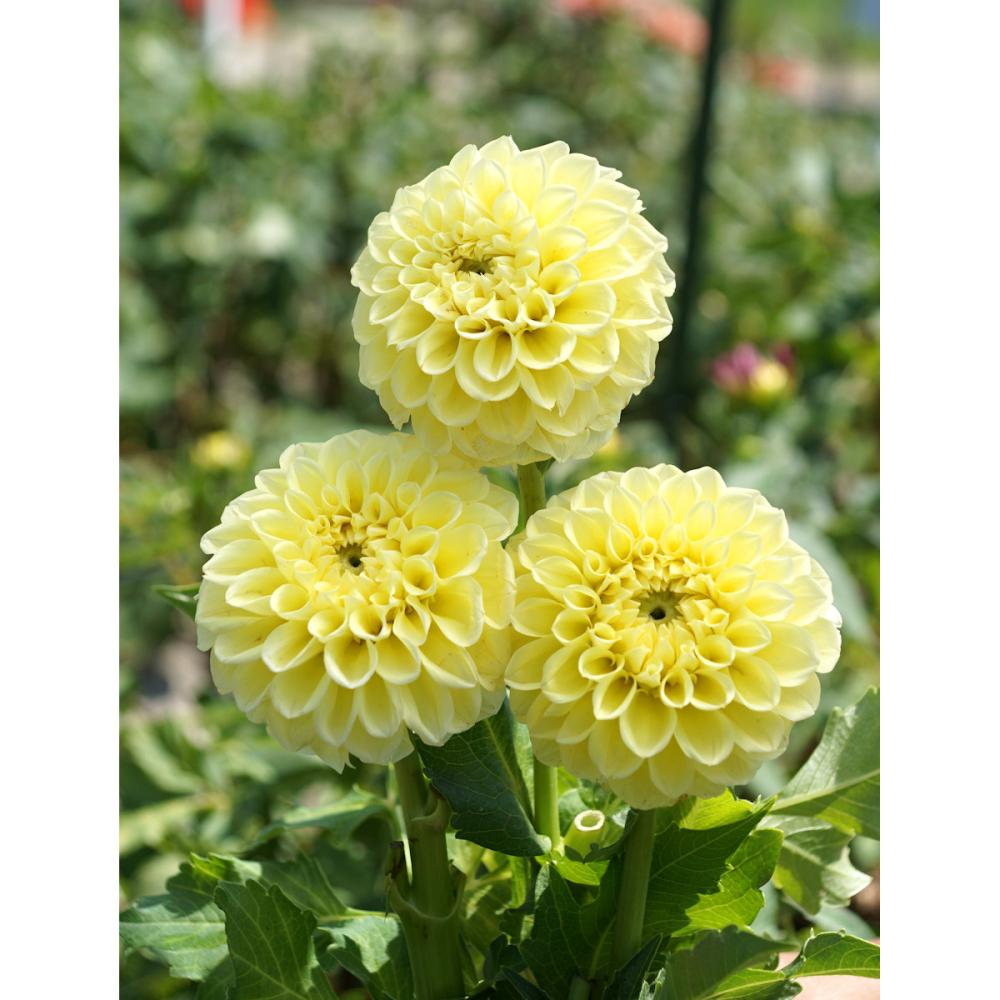 【春予約】　カットフラワーダリア　エッグタルト　１球　【引渡予定日：４／４（土）～１２（日）】