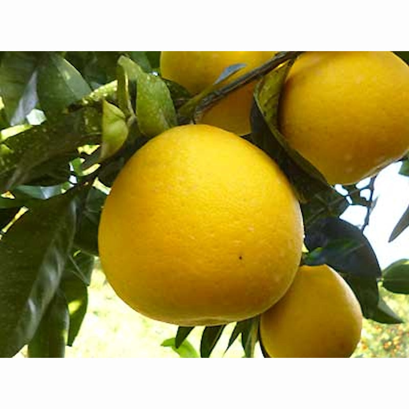 愛媛県産　ＮＡＤＡさんの河内晩柑　家庭用　約４．５ｋｇ【注文期限：２０２６年６月１５日】