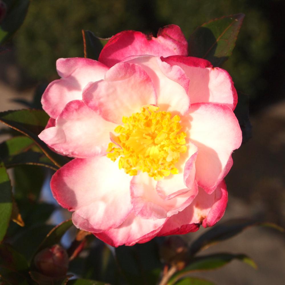 【春予約】　サザンカ　アゲハノチョウ　根巻　【申込期限：３月１日（日）】