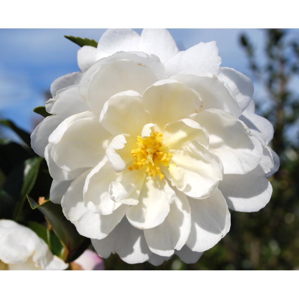 【春予約】　サザンカ　朝倉　根巻　【申込期限：３月１日（日）】