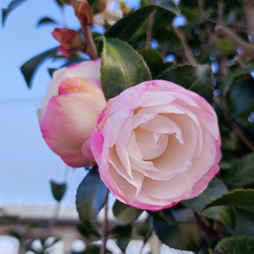 【春予約】　サザンカ　大和富士（ヤマトフジ）　根巻　【申込期限：３月１日（日）】