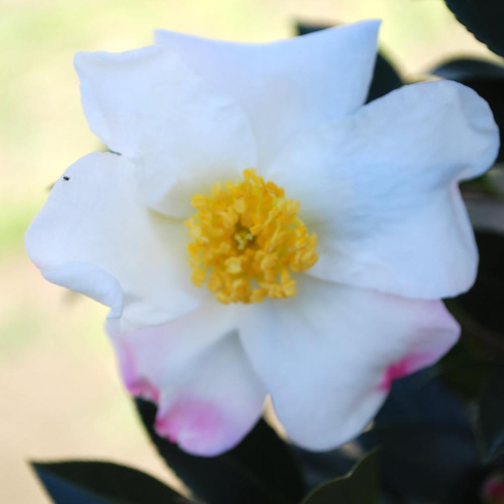 【春予約】　サザンカ　千代鶴（チヨヅル）　根巻　【申込期限：３月１日（日）】