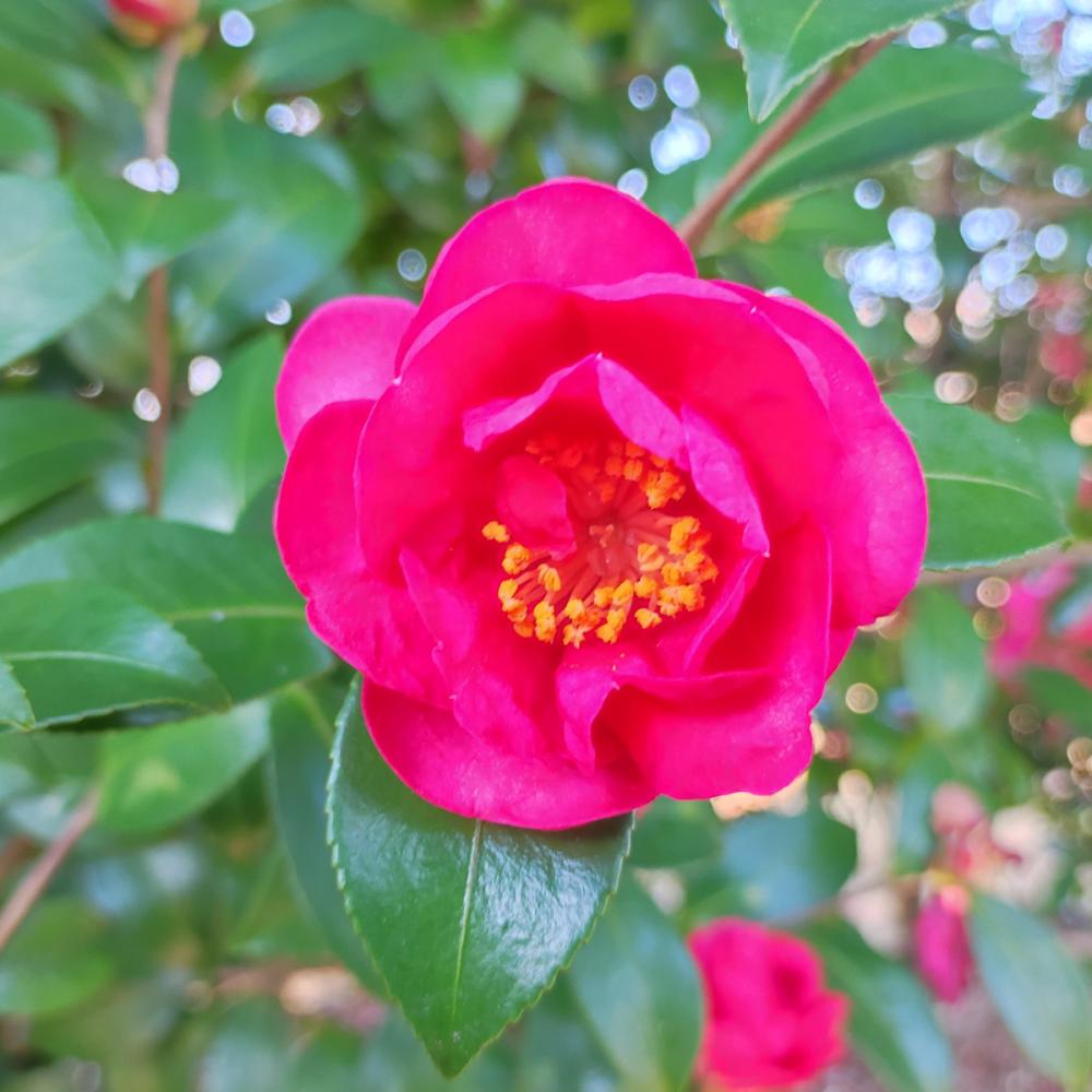 【春予約】　サザンカ　紅サザンカ　根巻　【申込期限：３月1日（日）】