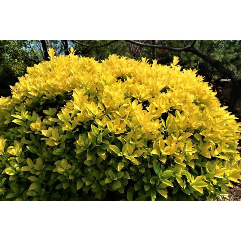 【春予約】　キンメツゲ　根巻　【申込期限：３月１日（日）】