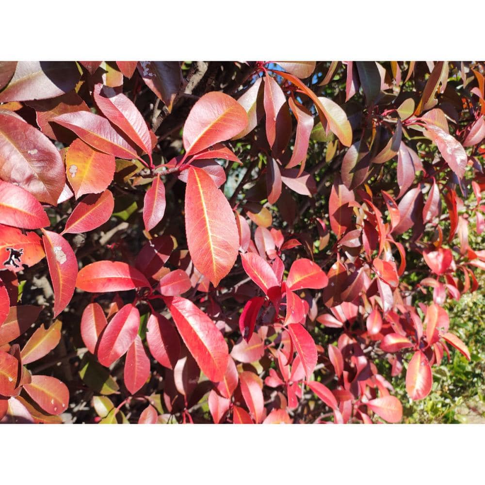 【春予約】　レッドロビン　ポット苗　【申込期限：３月１日（日）】