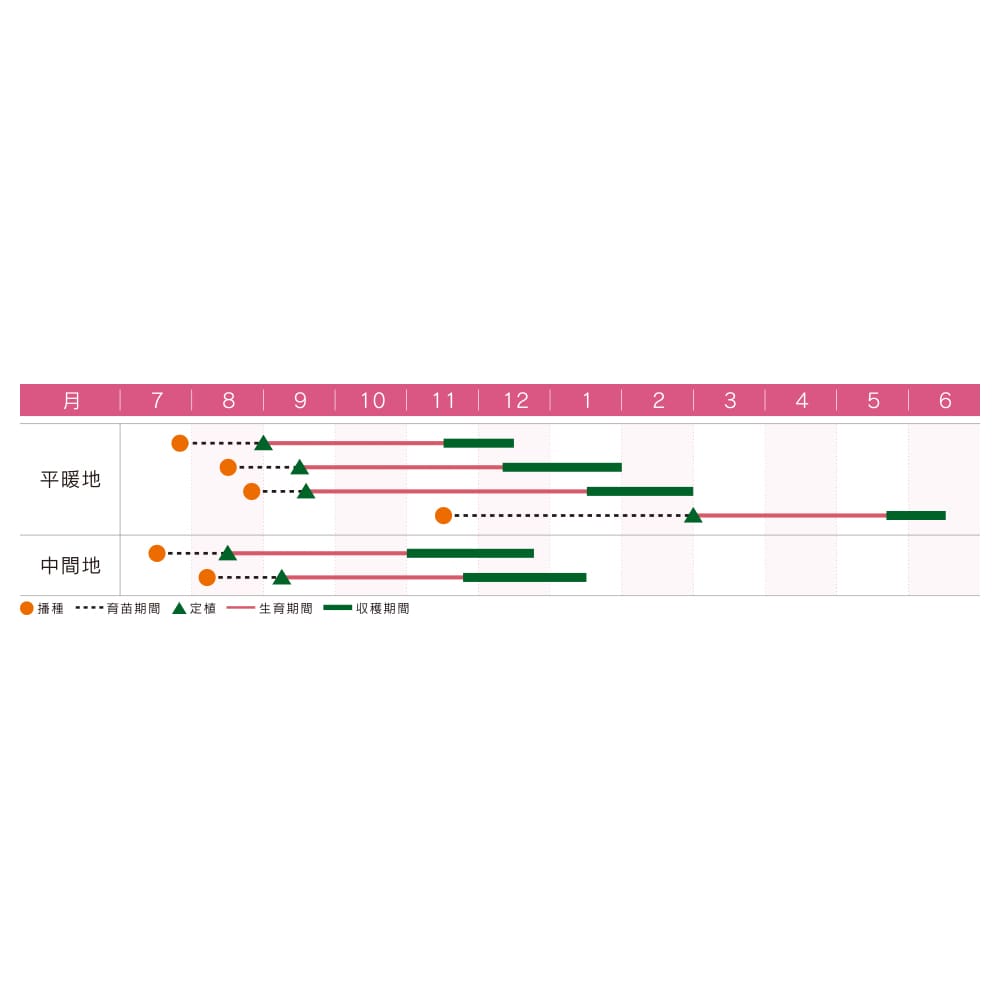 キャベツ種子　ＹＲ春系３０５号キャベツ　コート（５０００粒）