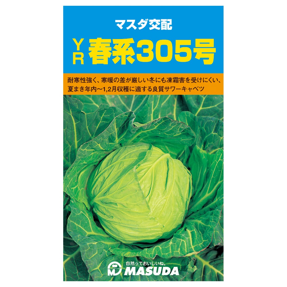 キャベツ種子　ＹＲ春系３０５号キャベツ　小袋１８０粒