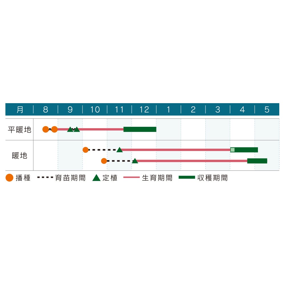 キャベツ種子　若妻キャベツ　３０００粒