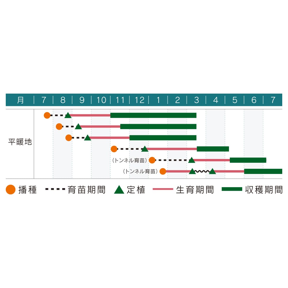 ケール種子　ジューシーグリーン（Ｆ１）小袋（２００粒）