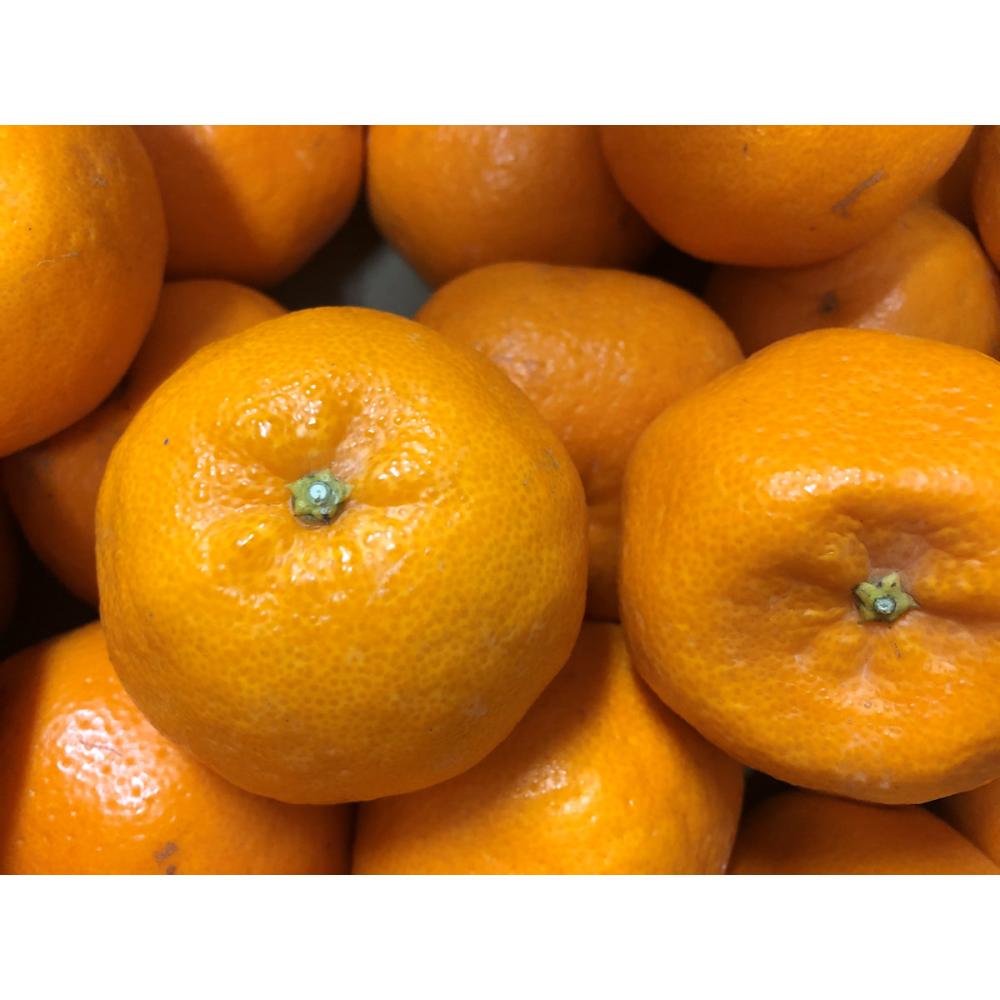 和歌山県産　たまみみかん　約５ｋｇ【注文期限：２０２６年２月２０日】