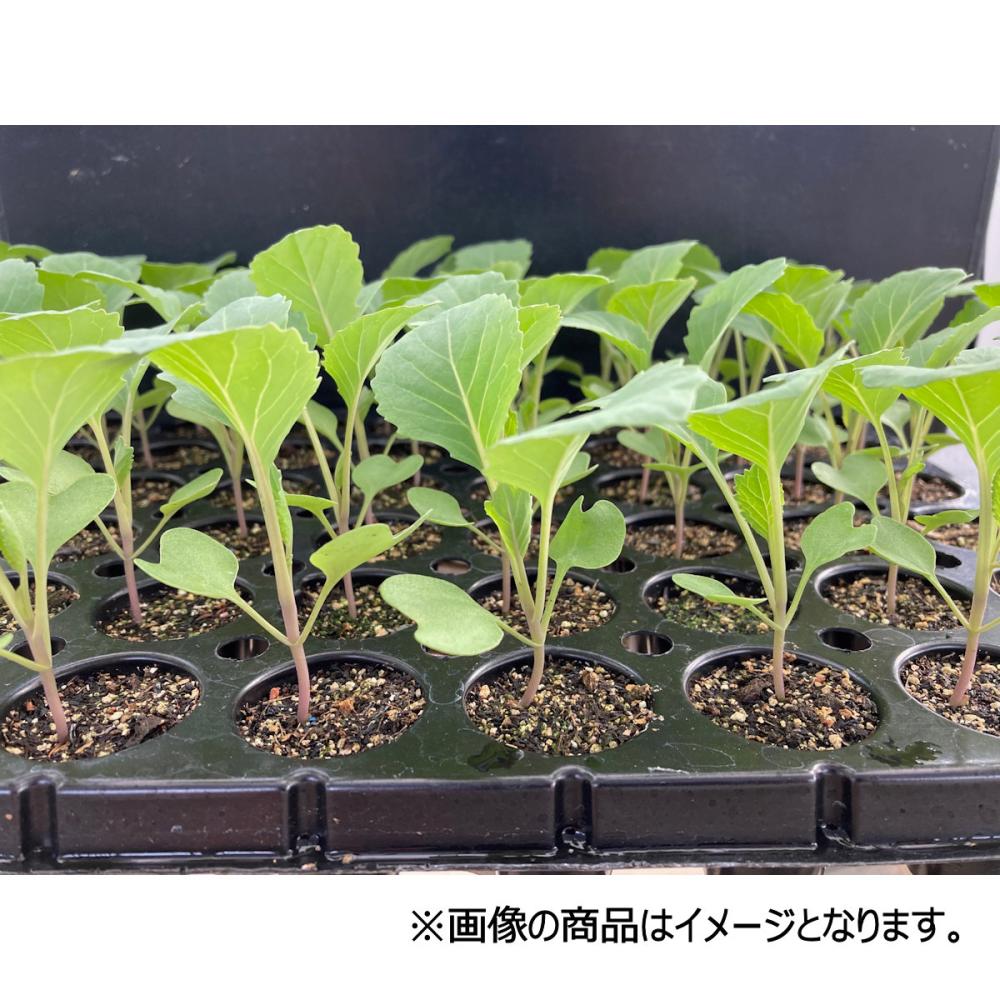 【葉菜苗予約】　キャベツ苗　極早生　金系２０１号　７２穴　３トレー