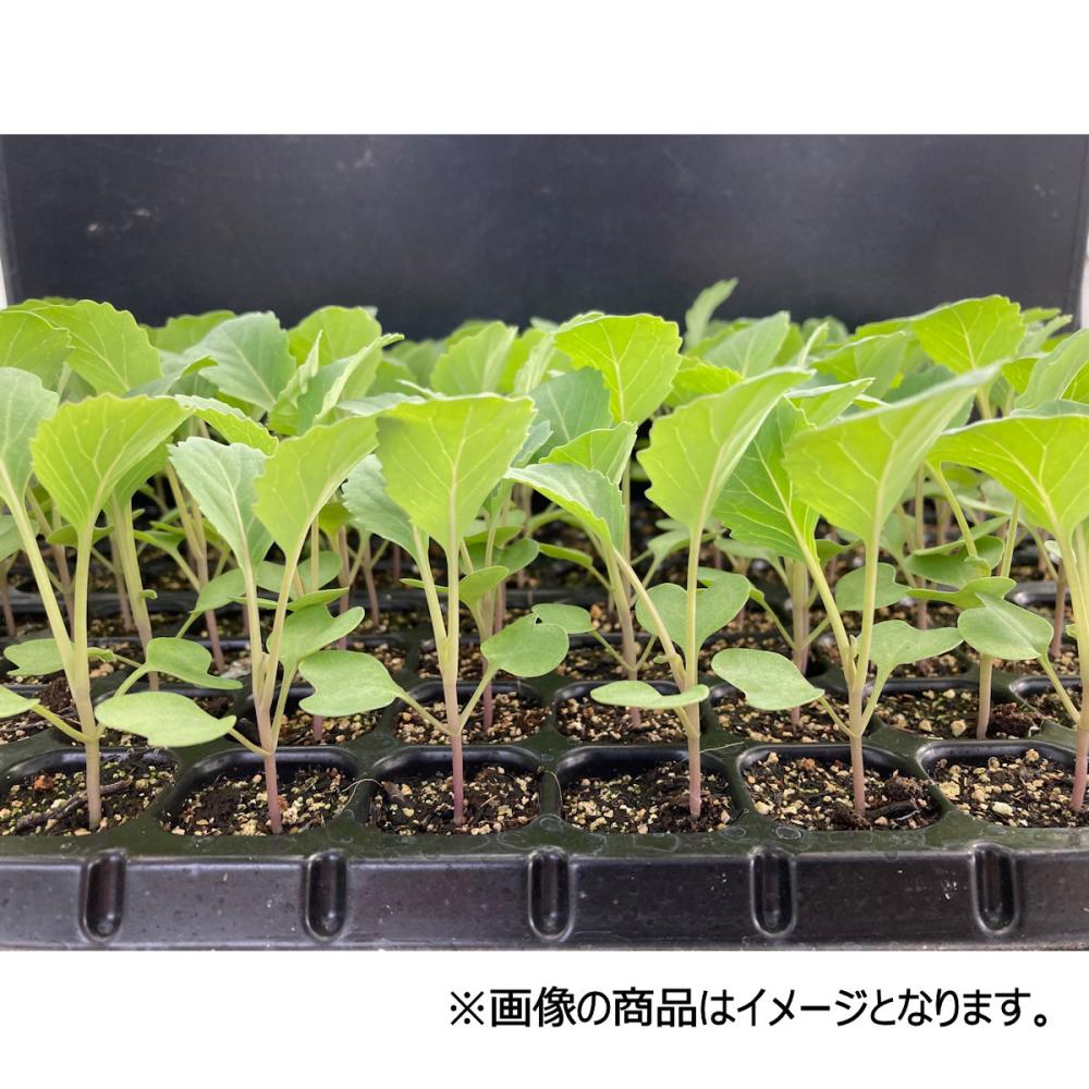 【葉菜苗予約】　キャベツ苗　中晩生　冬藍　１２８穴　３トレー