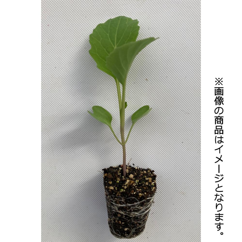 【葉菜苗予約】　キャベツ苗　中晩生　冬藍　１２８穴　３トレー