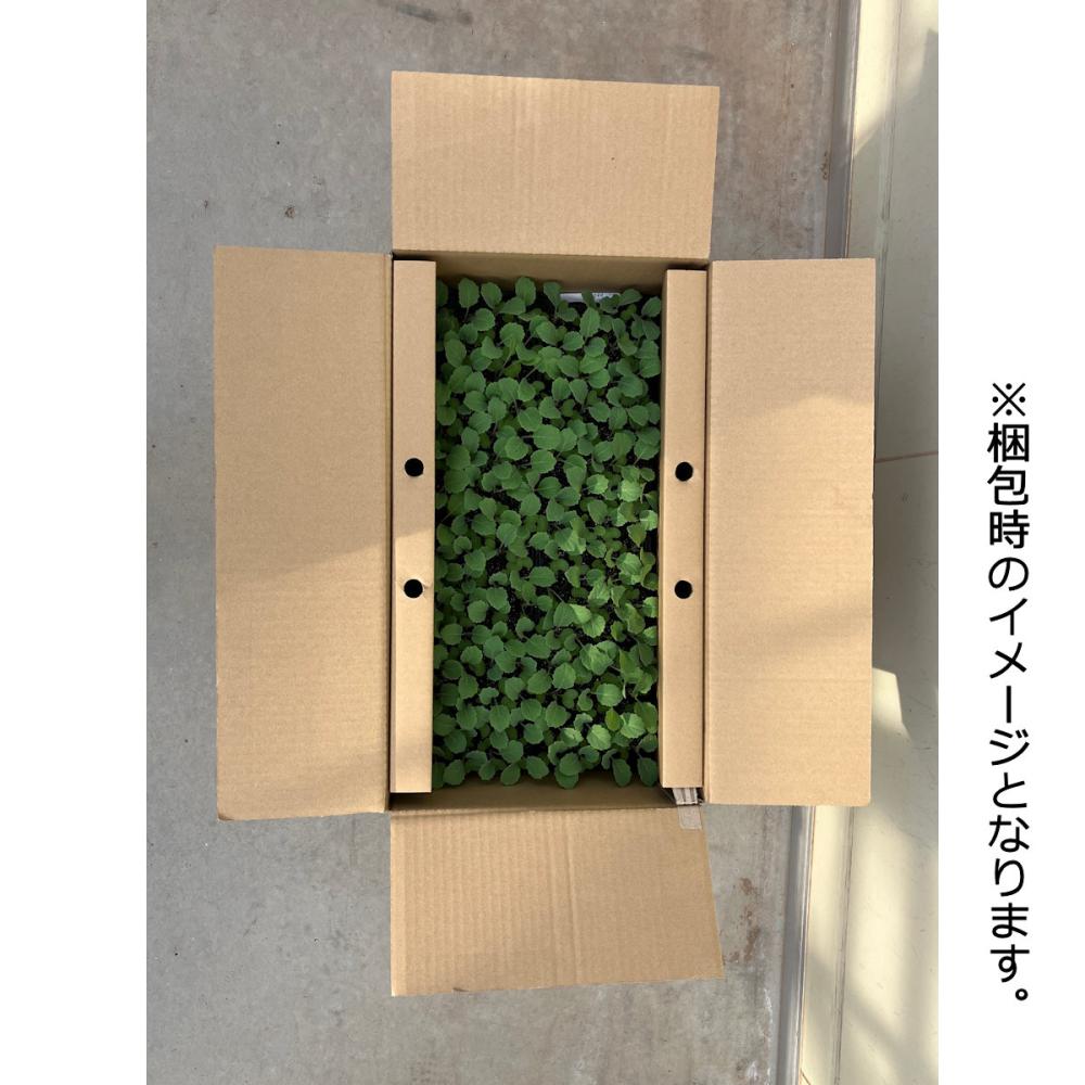 【葉菜苗予約】　キャベツ苗　中晩生　冬藍　１２８穴　３トレー