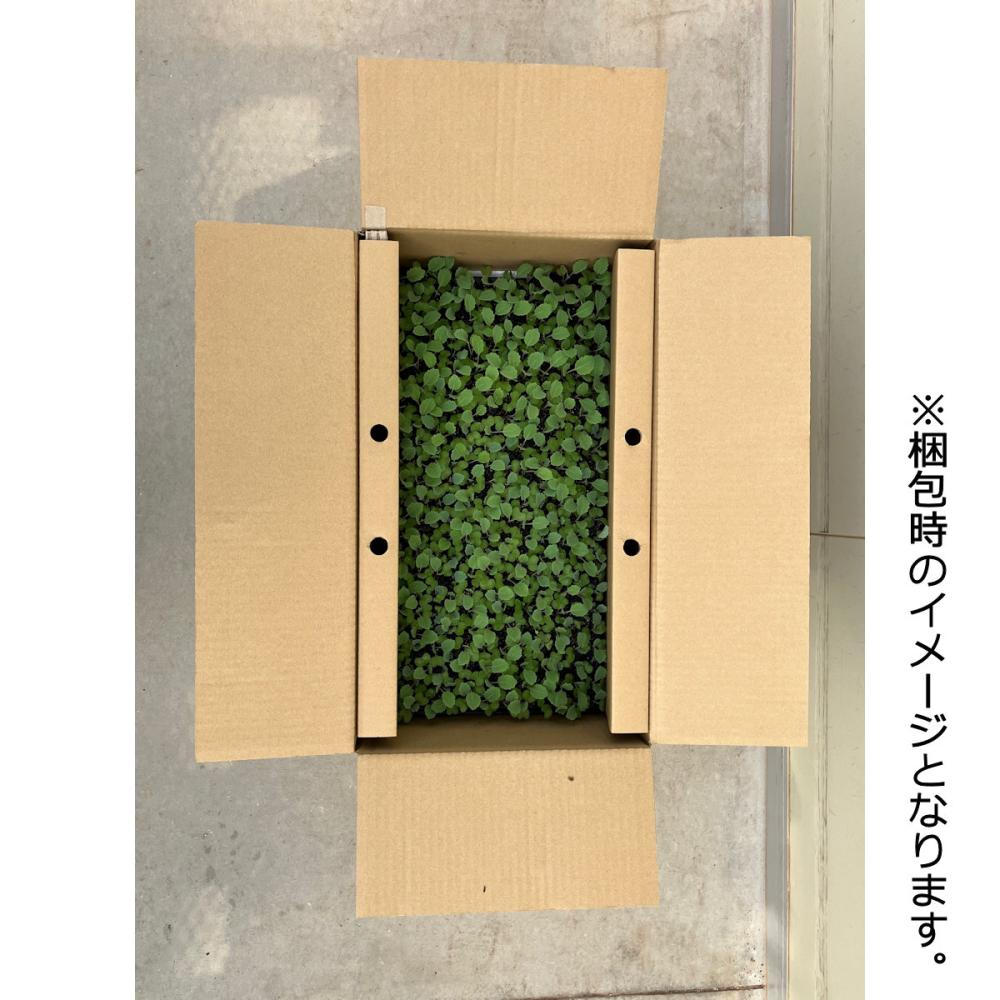 【葉菜苗予約】　キャベツ苗　極早生　金系２０１号　２００穴　３トレー