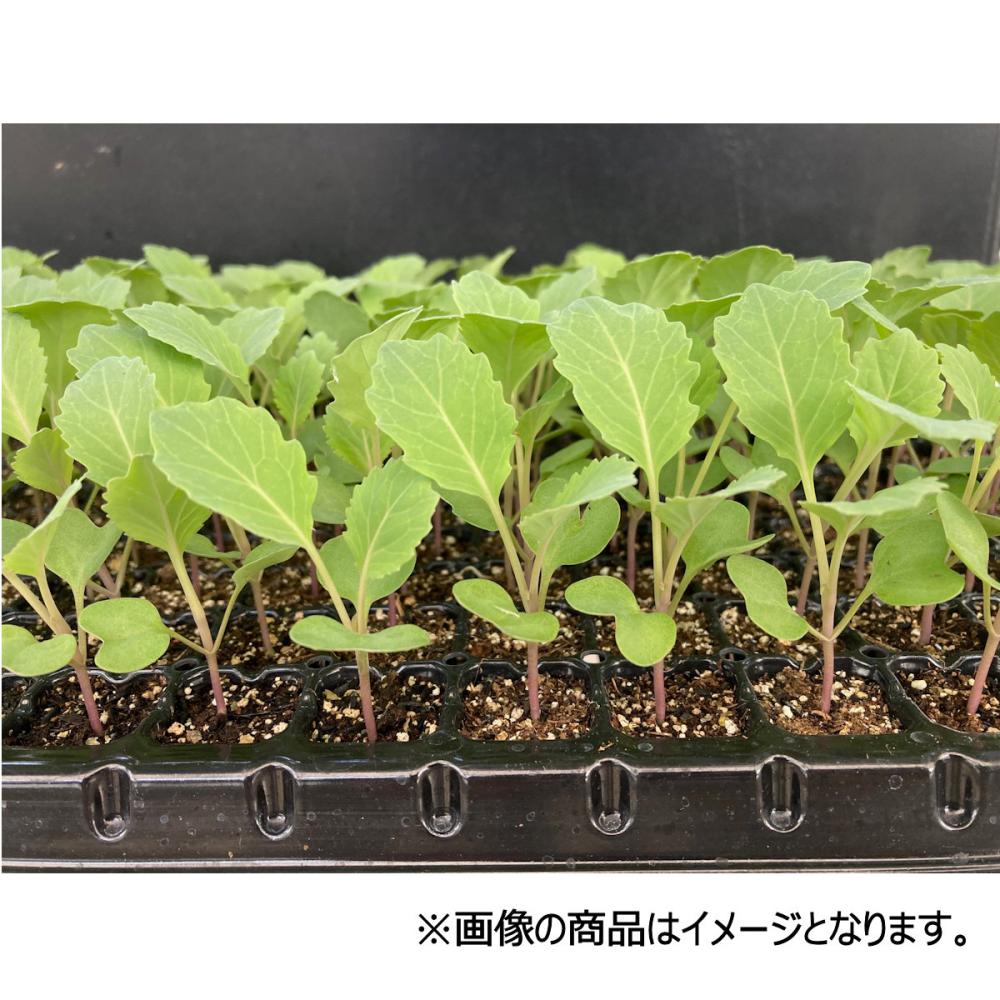 【葉菜苗予約】　キャベツ苗　中早生　青琳　２００穴　３トレー