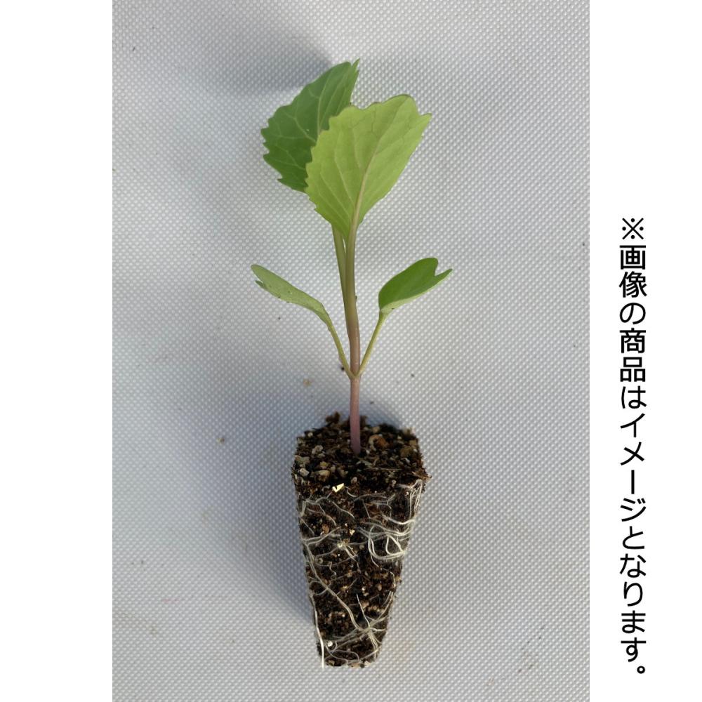 【葉菜苗予約】　キャベツ苗　中早生　青琳　２００穴　３トレー