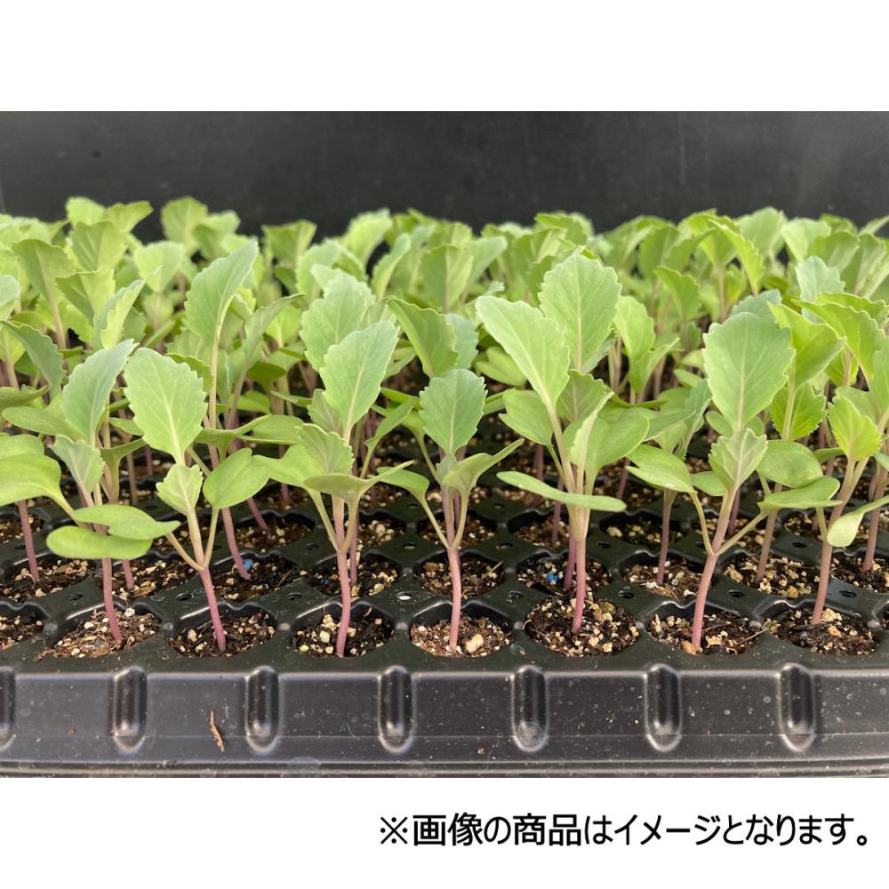 【葉菜苗予約】　キャベツ苗　中早生　青琳　２８８穴　３トレー