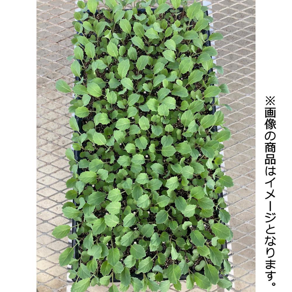 【葉菜苗予約】　キャベツ苗　早生　おきなエスピー　２００穴　３トレー