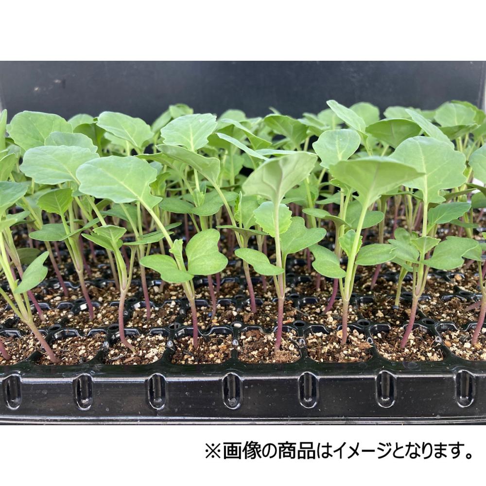 【葉菜苗予約】　ブロッコリー　晩生　エンデバーエスピー　２００穴　３トレー