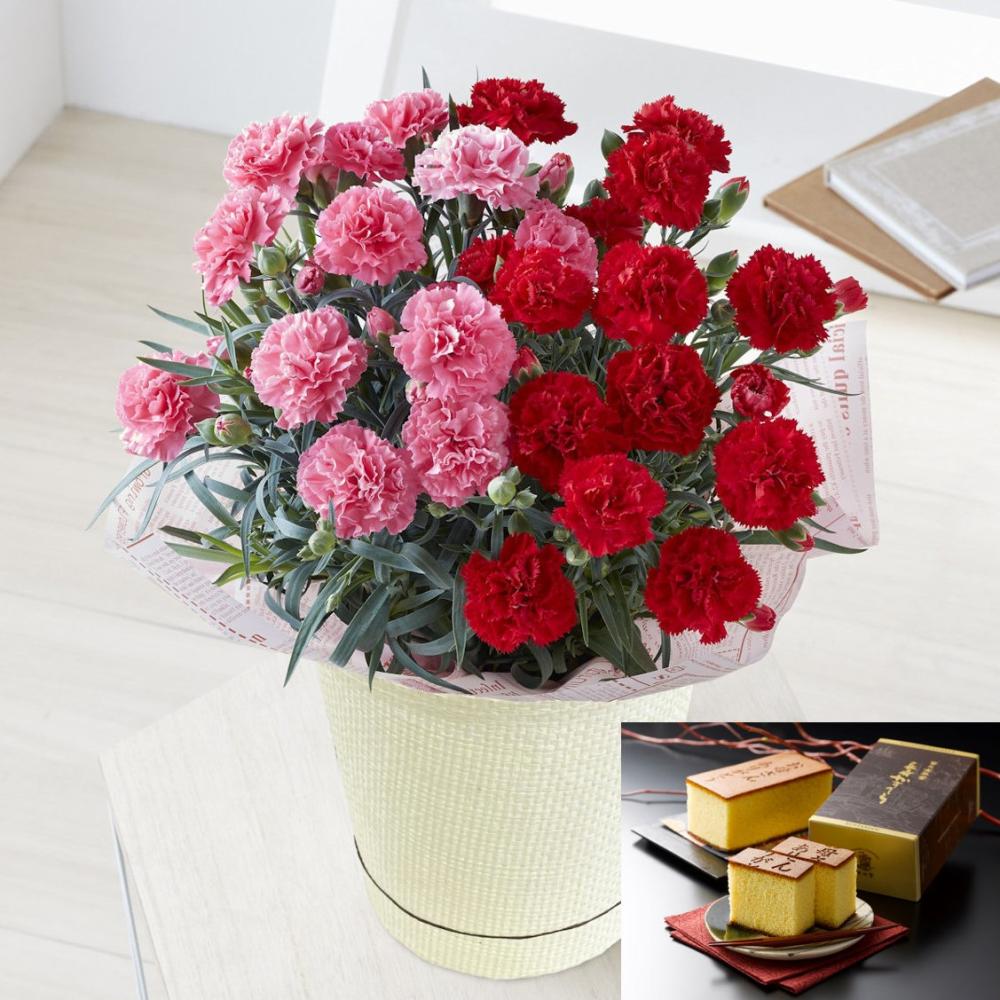 【母の日ギフト】　カーネーション　デュオカラー＆カステラ　【申込期限：５月６日】【お届け予定日：５月７日～１０日】