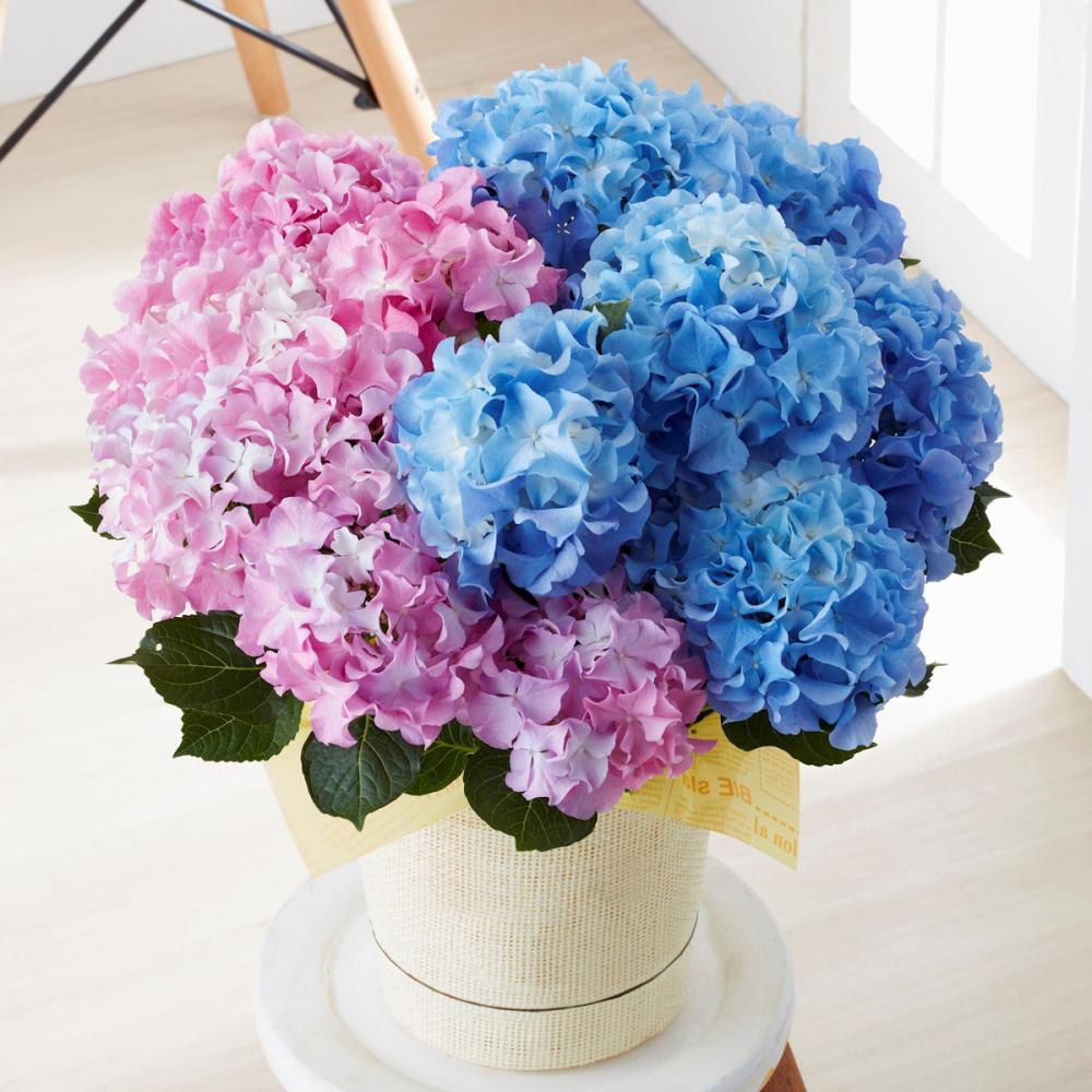 【母の日ギフト】　アジサイ　テンシア　デュオカラー　【申込期限：５月６日】