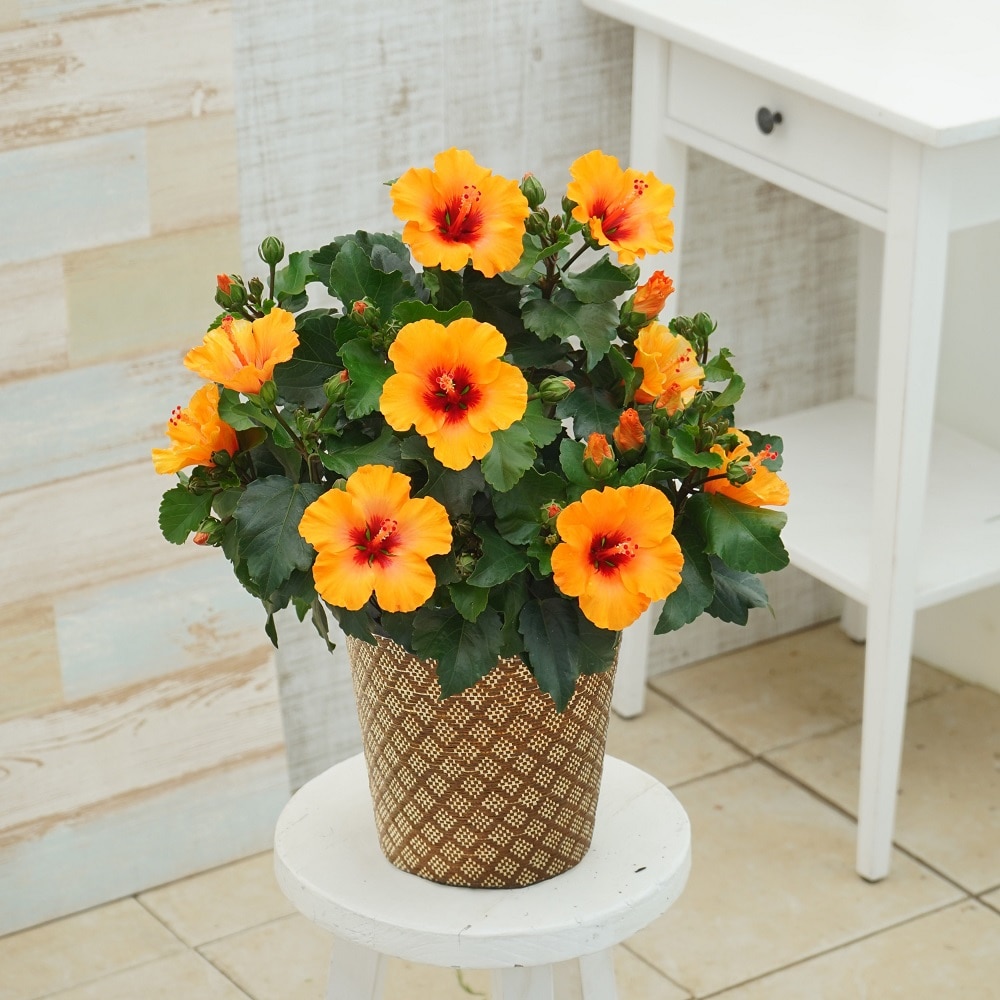 【母の日ギフト】　ハイビスカス　プチオレンジ　５号鉢　【申込期限：５月６日】【お届け予定日：５月７日～１０日】