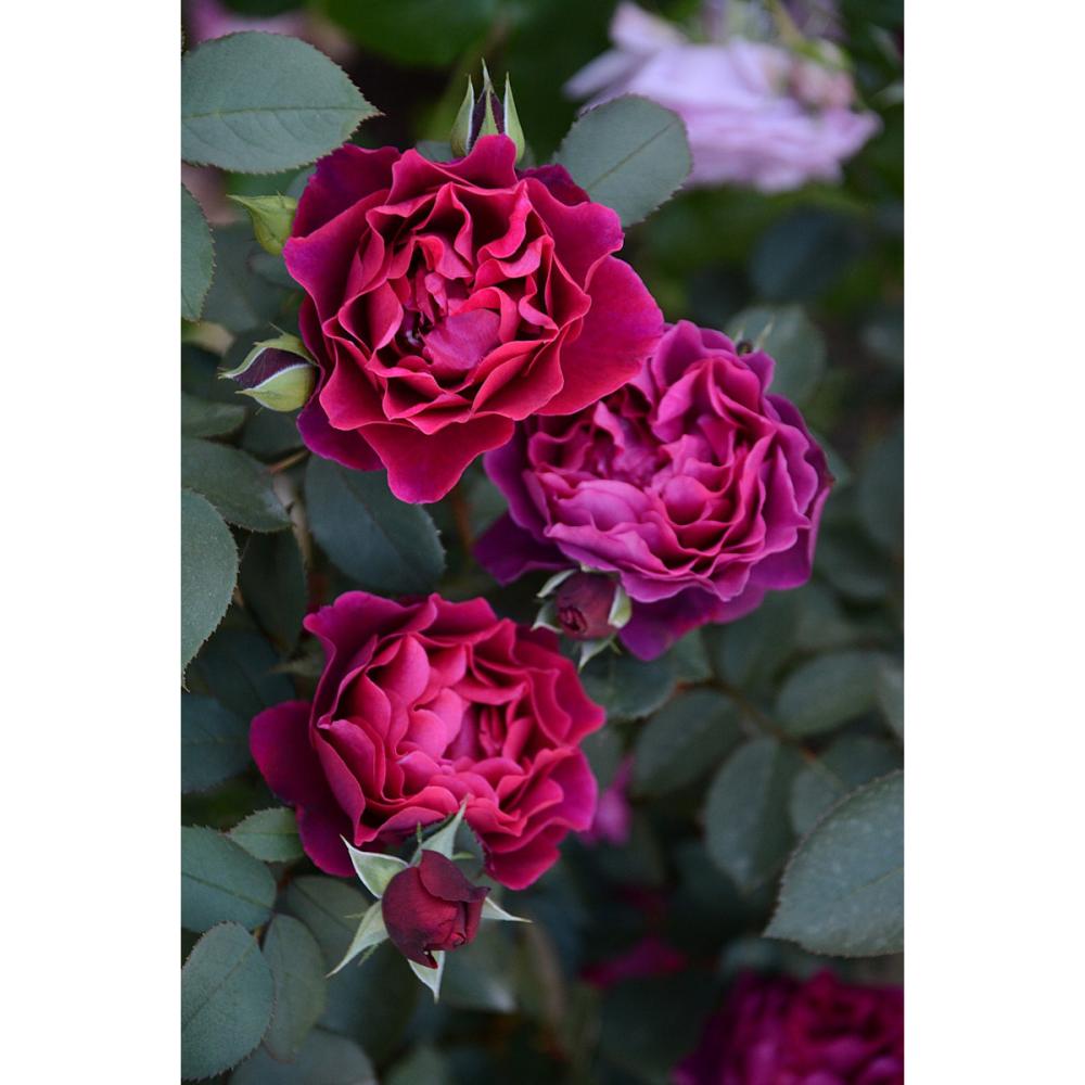 【バラ新苗予約】　オデュッセイア　【申込期限：５月３日】【お引渡し予定日：５月１６日～２４日】