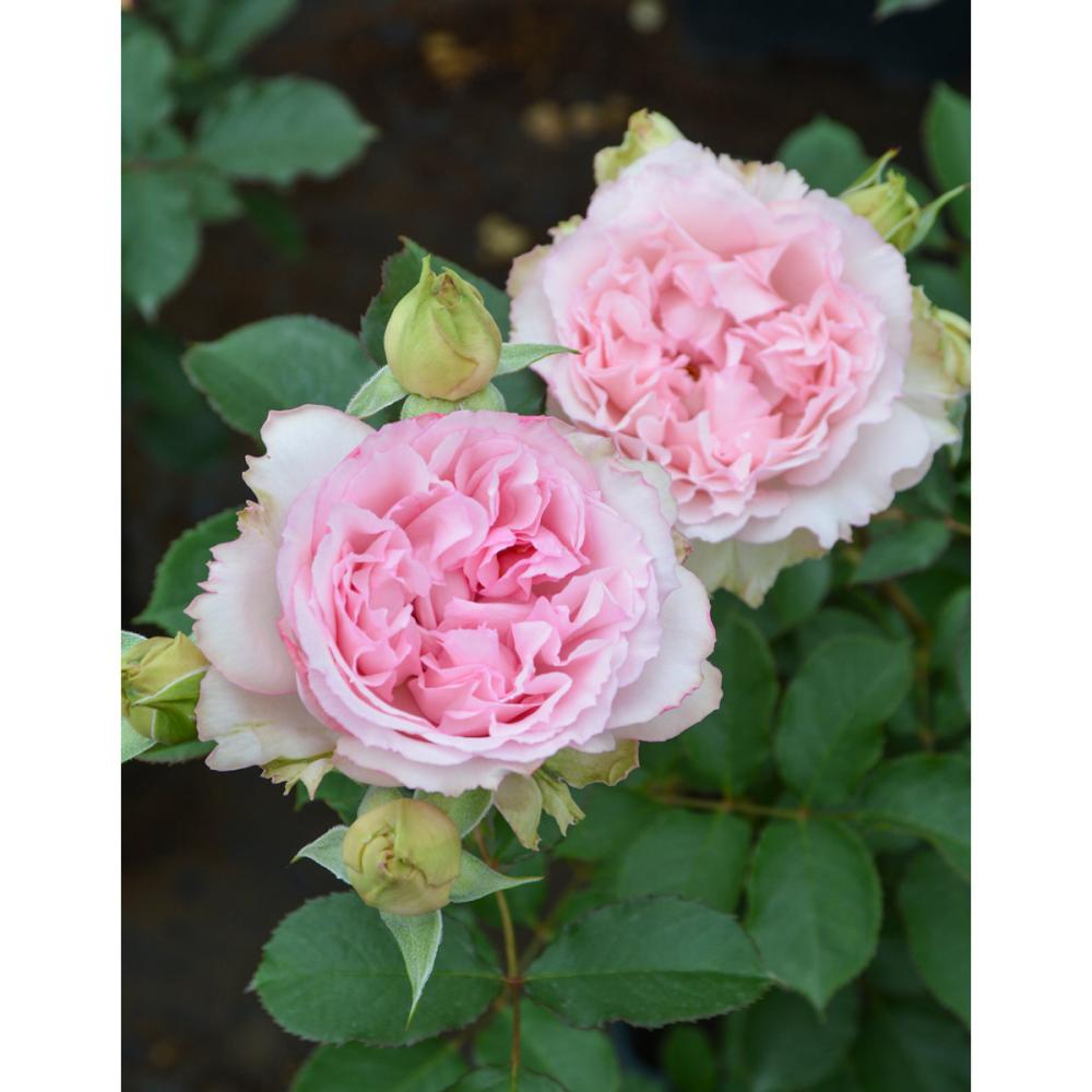 【バラ新苗予約】　フォーシーズンズ　【申込期限：５月３日】【お引渡し予定日：５月１６日～２４日】