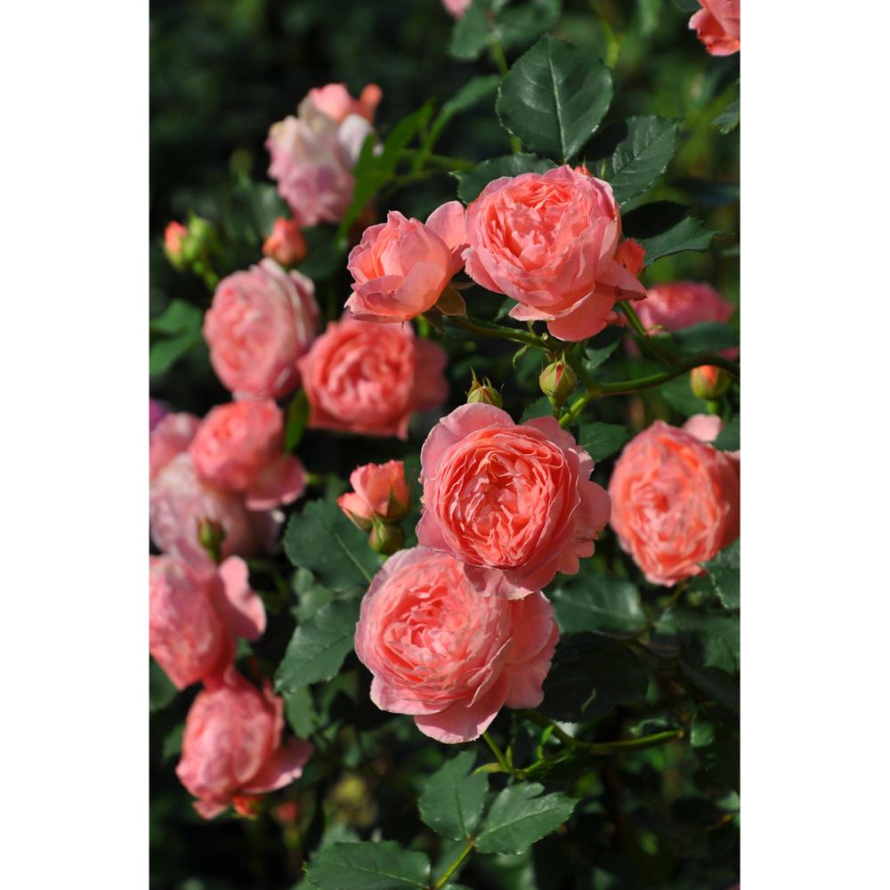 【バラ新苗予約】　ロマンティック・チュチュ　【申込期限：５月３日】【お引渡し予定日：５月１６日～２４日】