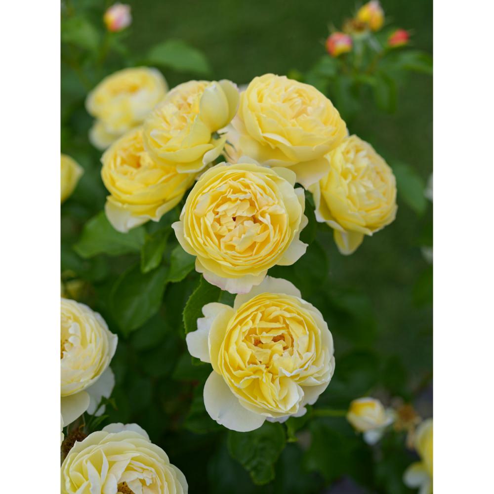 【バラ新苗予約】　シャトー・ドゥ・シュベルニー　【申込期限：５月３日】【お引渡し予定日：５月１６日～２４日】