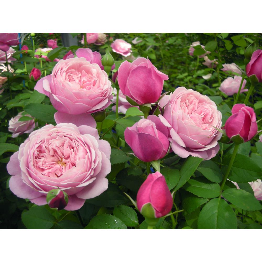 【バラ新苗予約】　シャンテ・ロゼ・ミサト　【申込期限：５月３日】【お引渡し予定日：５月１６日～２４日】