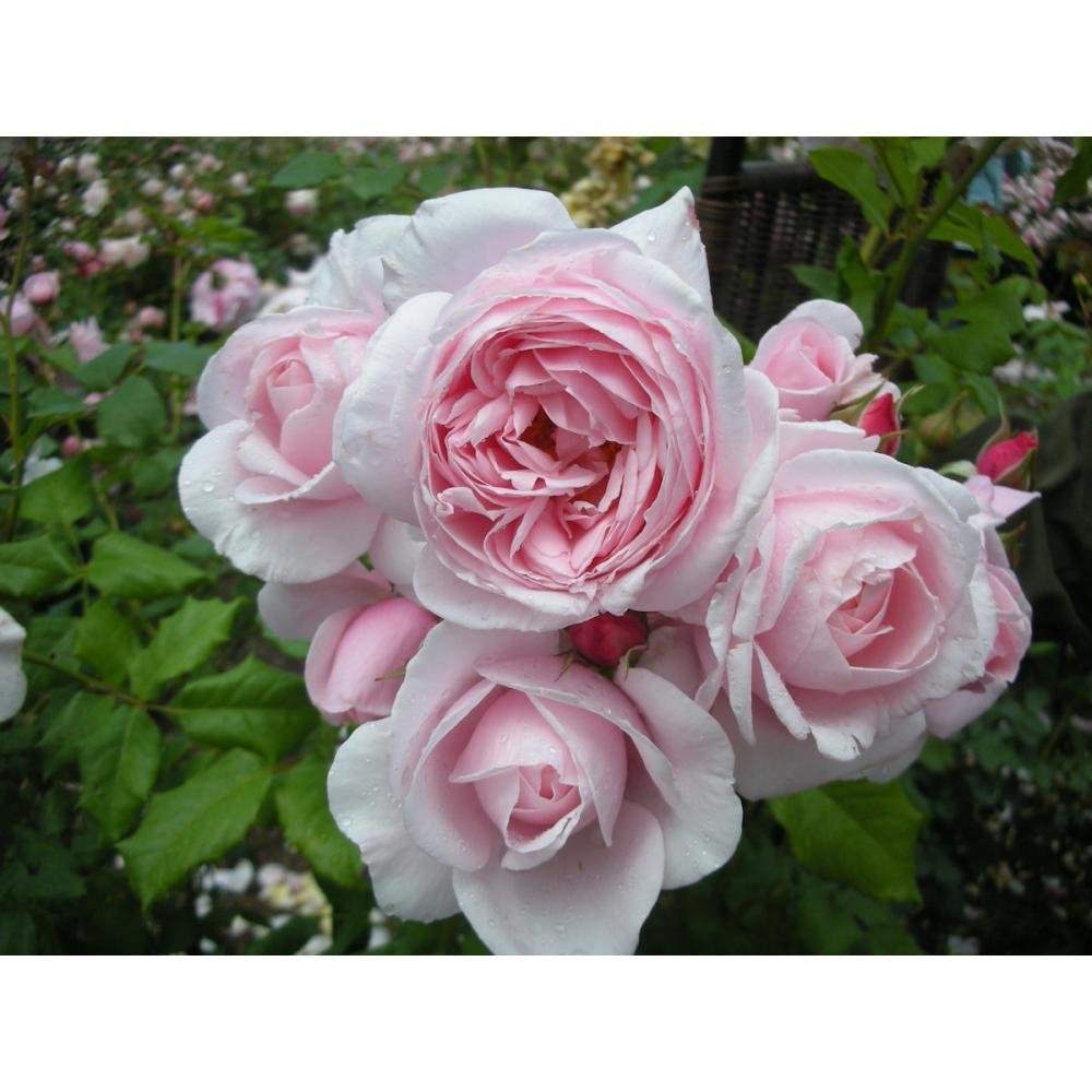 【バラ新苗予約】　ナエマ　【申込期限：５月３日】【お引渡し予定日：５月１６日～２４日】