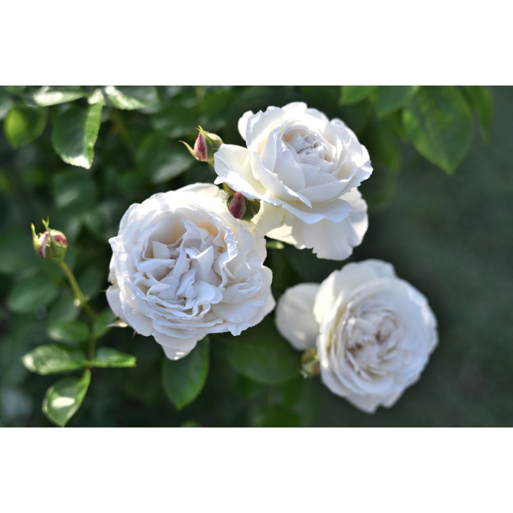 【バラ新苗予約】　パブロワ　【申込期限：５月３日】【お引渡し予定日：５月１６日～２４日】