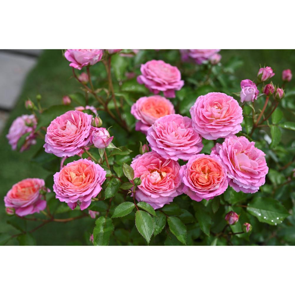 【バラ新苗予約】　フルレット　【申込期限：５月３日】【お引渡し予定日：５月１６日～２４日】