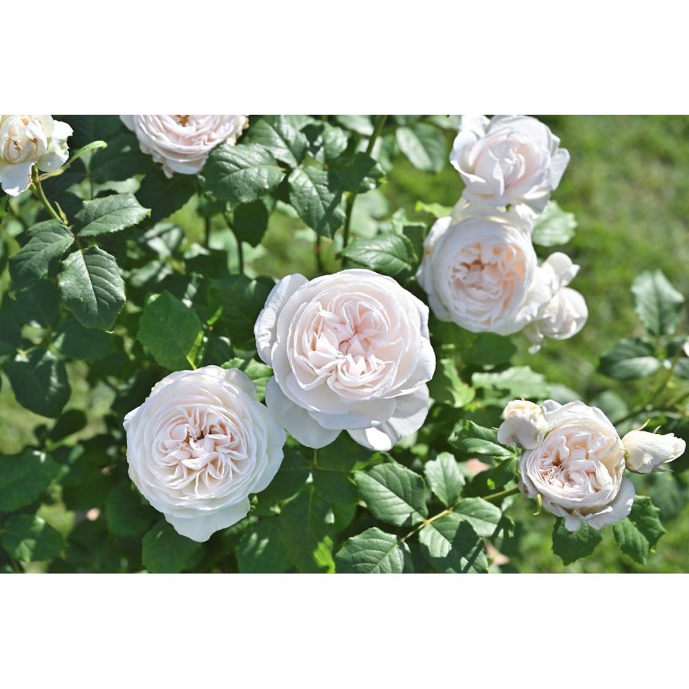 【バラ新苗予約】　マハネ　【申込期限：５月３日】【お引渡し予定日：５月１６日～２４日】