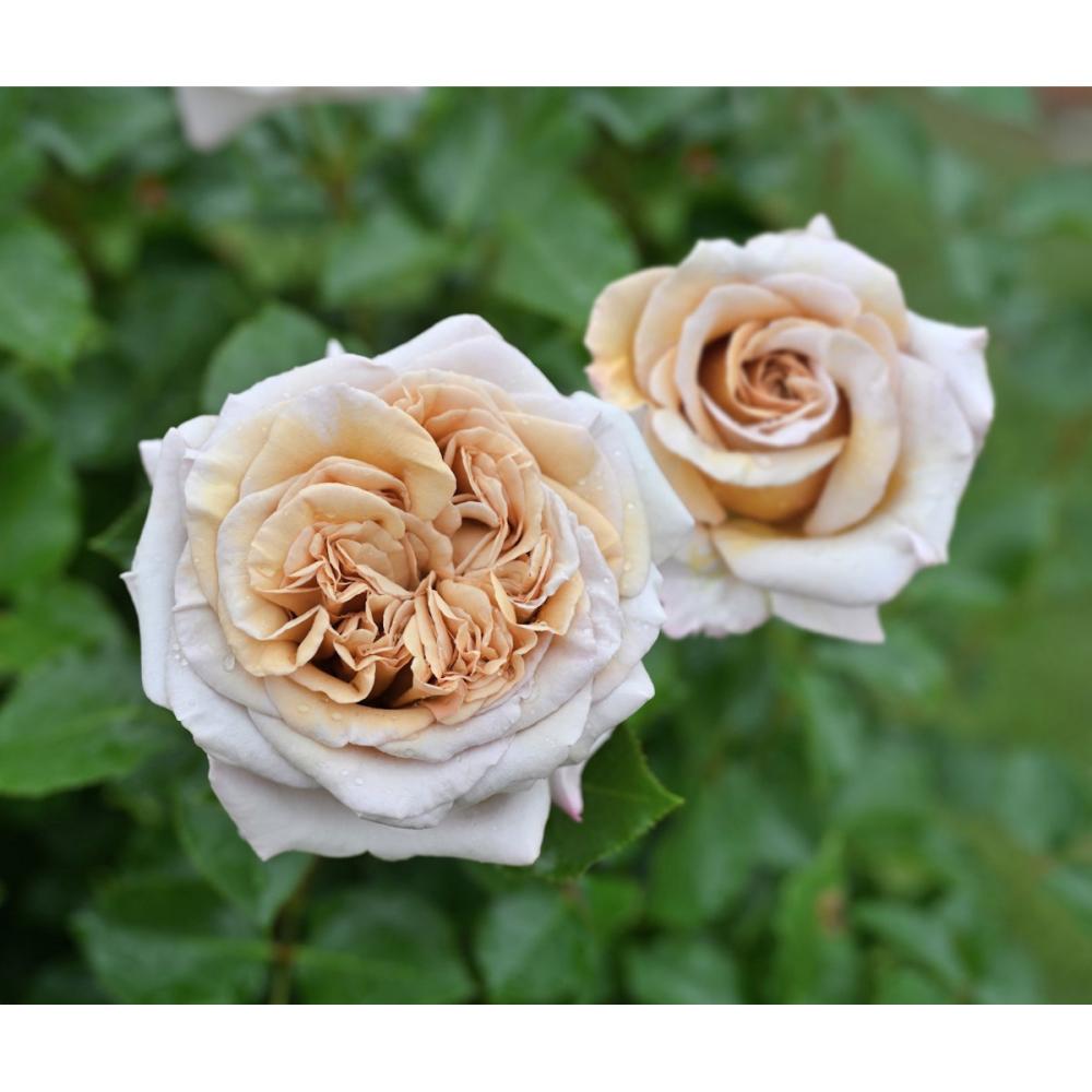 【バラ新苗予約】　ラリ・デ・ガゼル　【申込期限：５月３日】【お引渡し予定日：５月１６日～２４日】