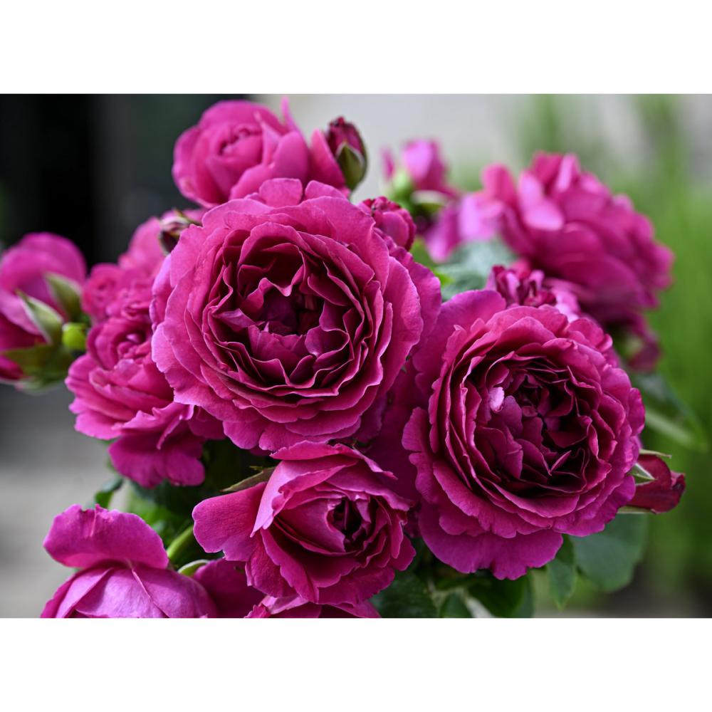 【バラ新苗予約】　ル・タン・デ・スリーズ　【申込期限：５月３日】【お引渡し予定日：５月１６日～２４日】