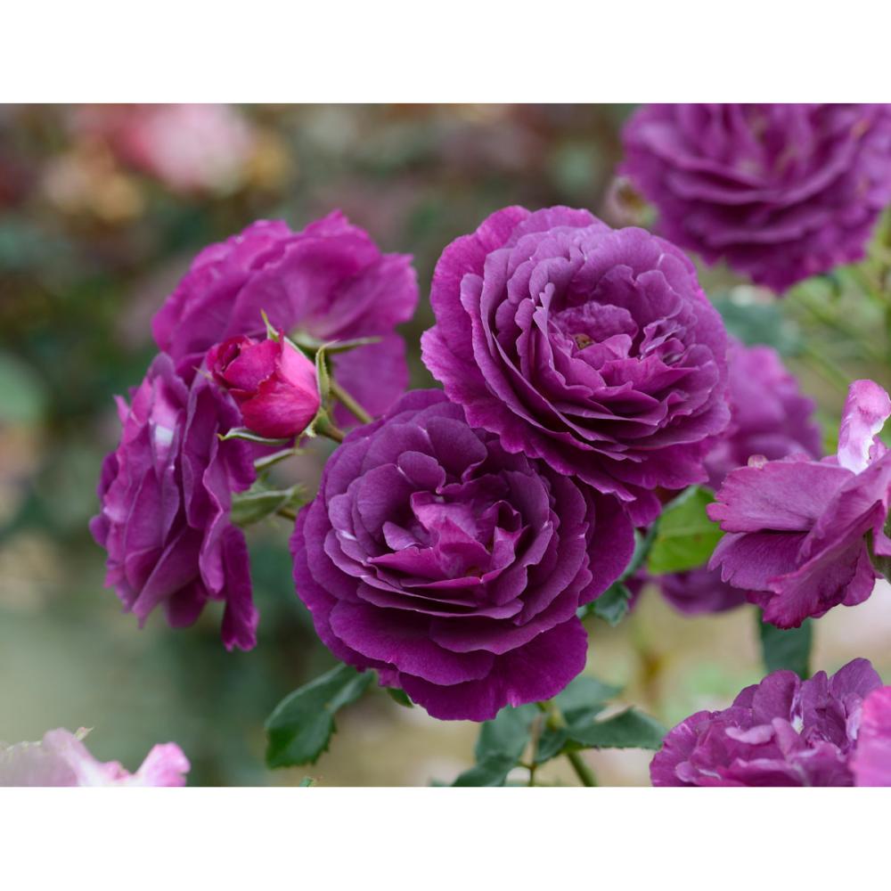 【バラ新苗予約】　ミステリューズ　【申込期限：５月３日】【お引渡し予定日：５月１６日～２４日】