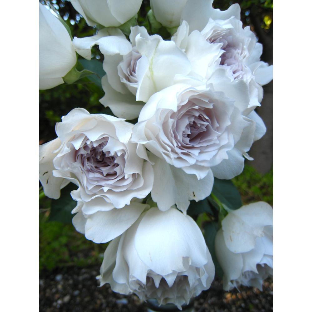 【バラ新苗予約】　ガブリエル　【申込期限：５月３日】【お引渡し予定日：５月１６日～２４日】