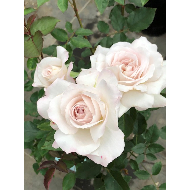 【バラ新苗予約】　いぶき　【申込期限：５月３日】【お引渡し予定日：５月１６日～２４日】