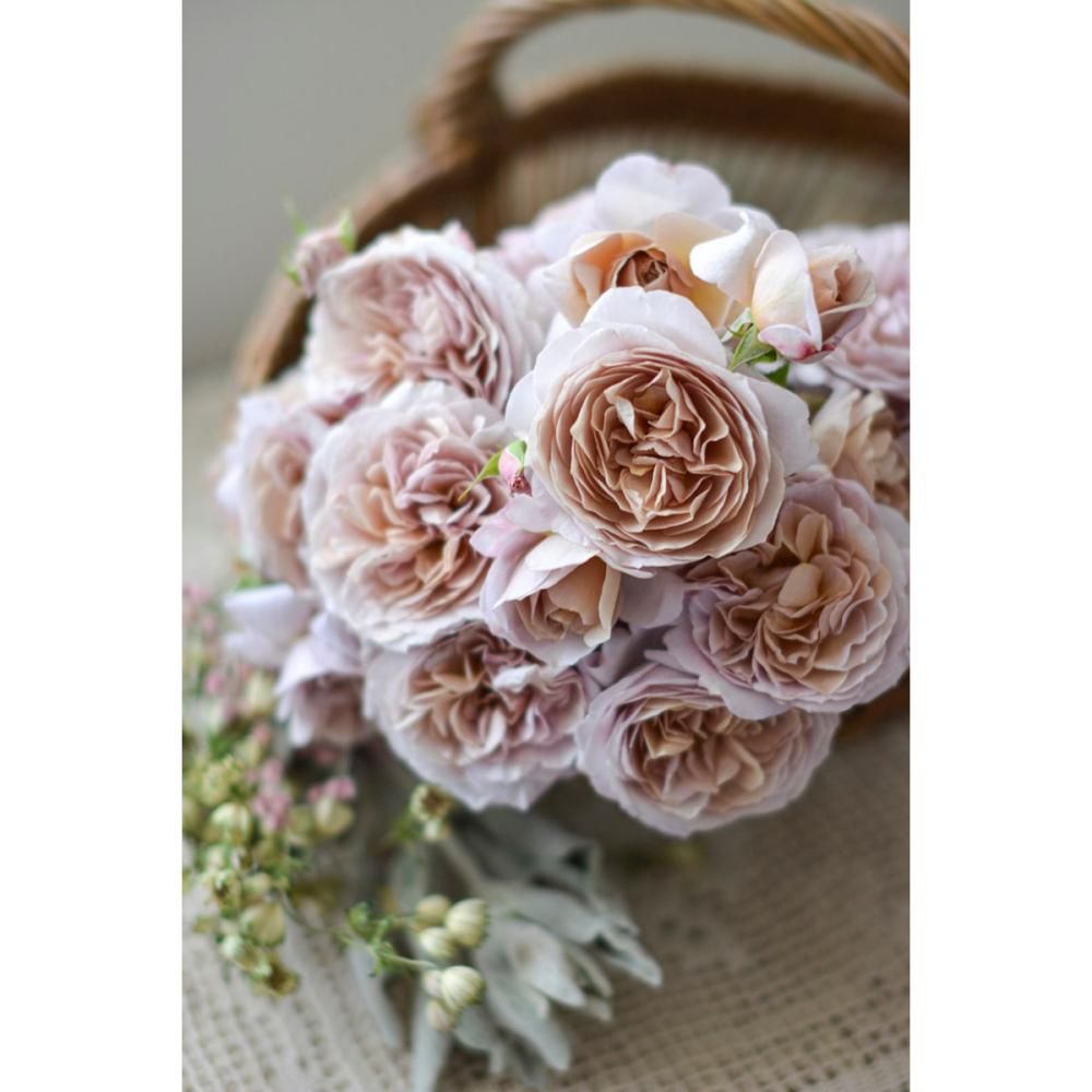 【バラ新苗予約】　パニエ　【申込期限：５月３日】【お引渡し予定日：５月１６日～２４日】