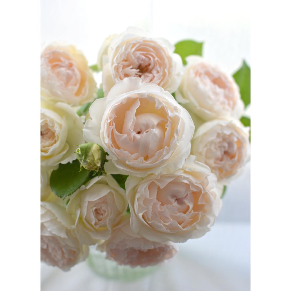 【バラ新苗予約】　ミエル・ドゥ・フォレ　【申込期限：５月３日】【お引渡し予定日：５月１６日～２４日】