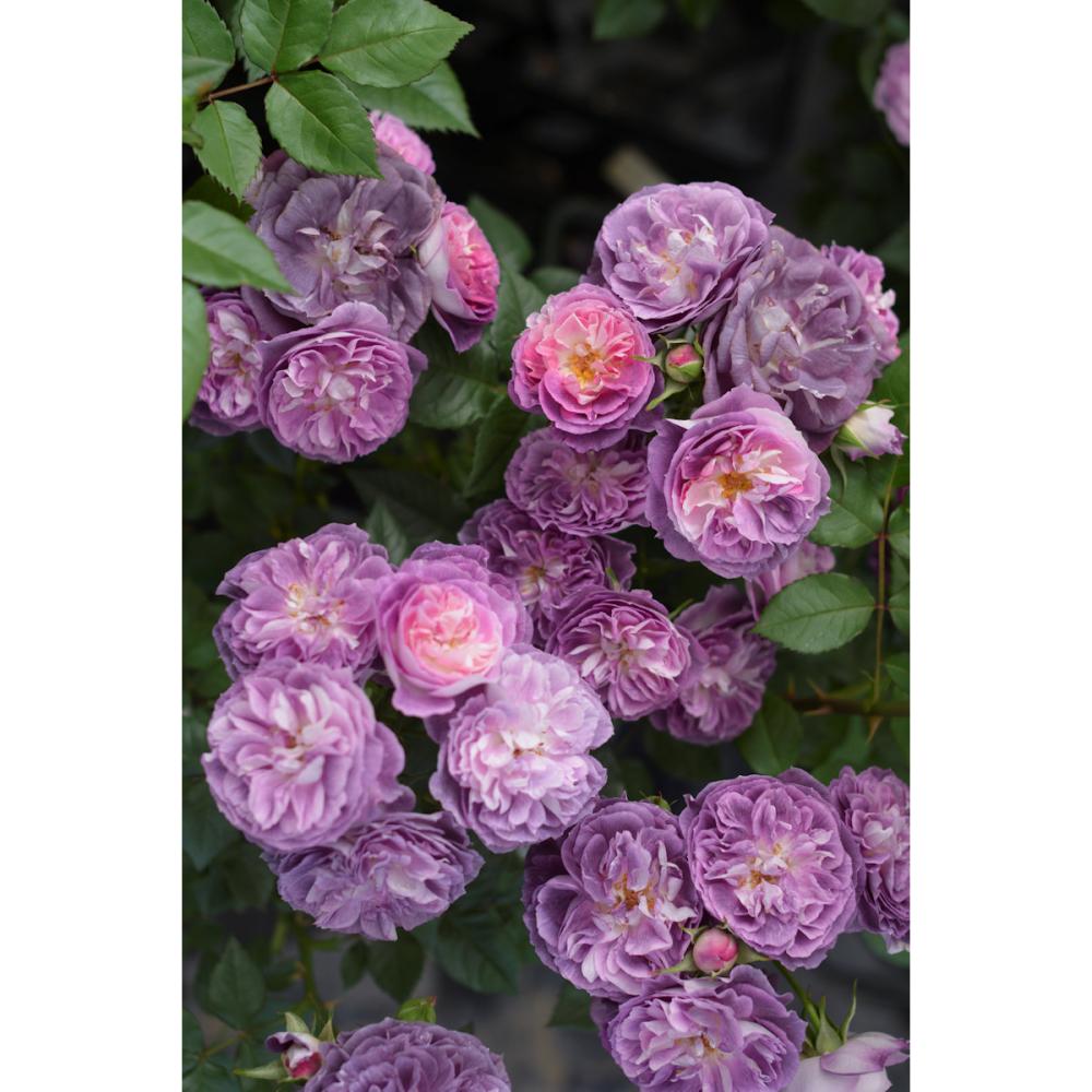 【バラ新苗予約】　リナルド　【申込期限：５月３日】【お引渡し予定日：５月１６日～２４日】