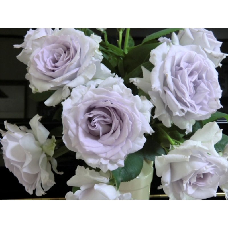 【バラ新苗予約】　亜欧（あお）　【申込期限：５月３日】【お引渡し予定日：５月１６日～２４日】